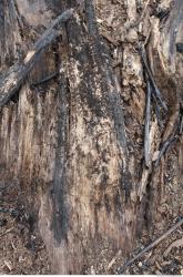 Photo Textures of Wood